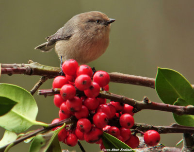 Bushtit on Holly