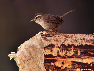 Bewicks Wren