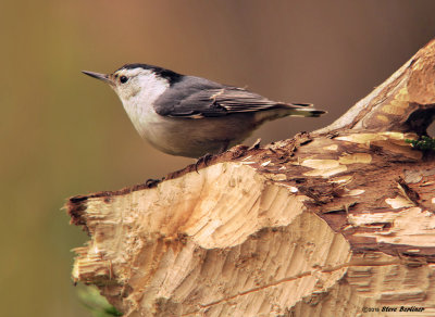 White-breasted Nuthatch & Beaver log