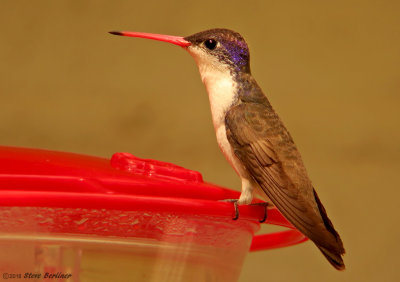 Violetcrowned Hummingbird
