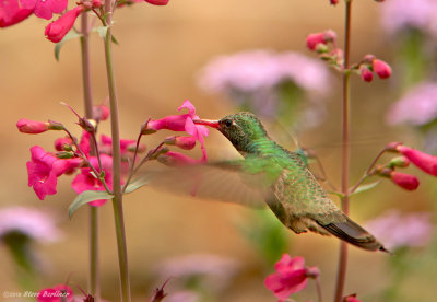Broadbilled Hummingbird