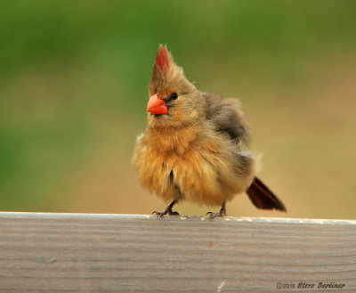 Northern Cardinal, female