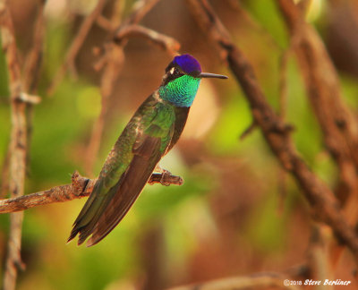 Rivolis Hummingbird