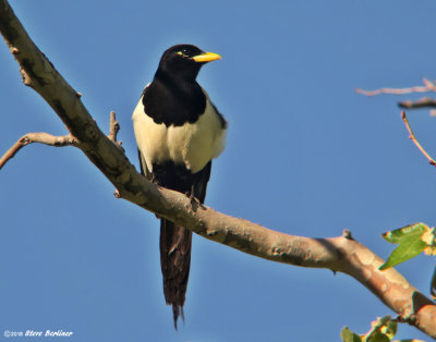 Yellowbilled Magpie, juve.