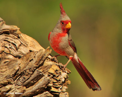 Pyrrhuloxia