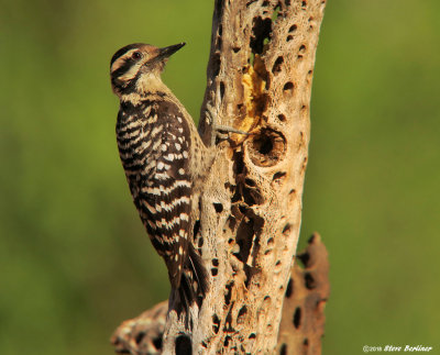 Ladder-backed Woodpecker, female