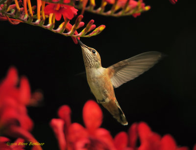 Rufous Hummingbird