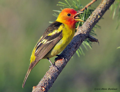 Western Tanager