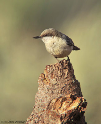 Pygmy Nuthatch