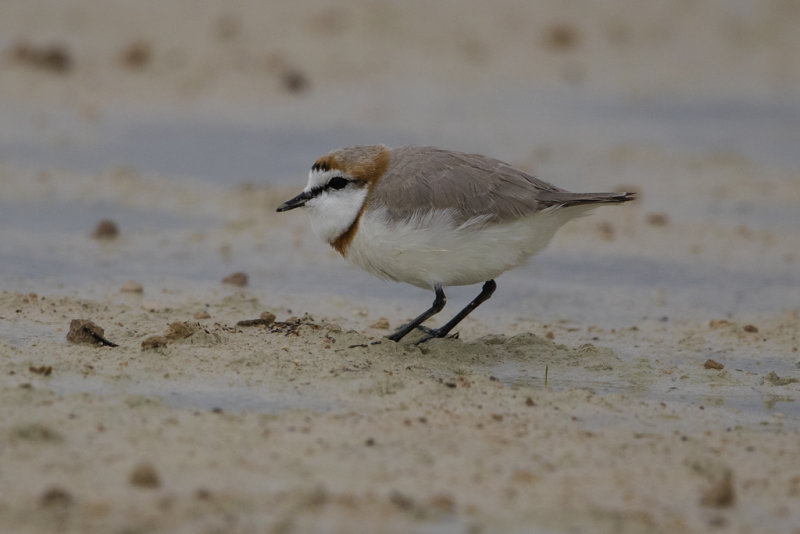 Chestnut-banded Plover   Charadrius Pallidus