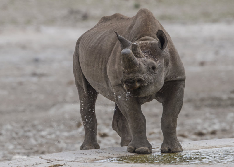 Black Rhinocerous    Namibia