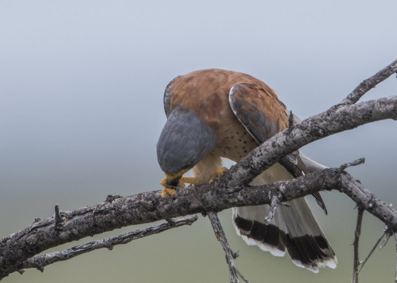 Lesser Kestrel   Falco naumanni