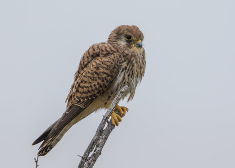 Greater Kestrel  Falco rupicoloides