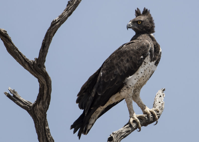 Martial Eagle  Polemaetus bellicosus
