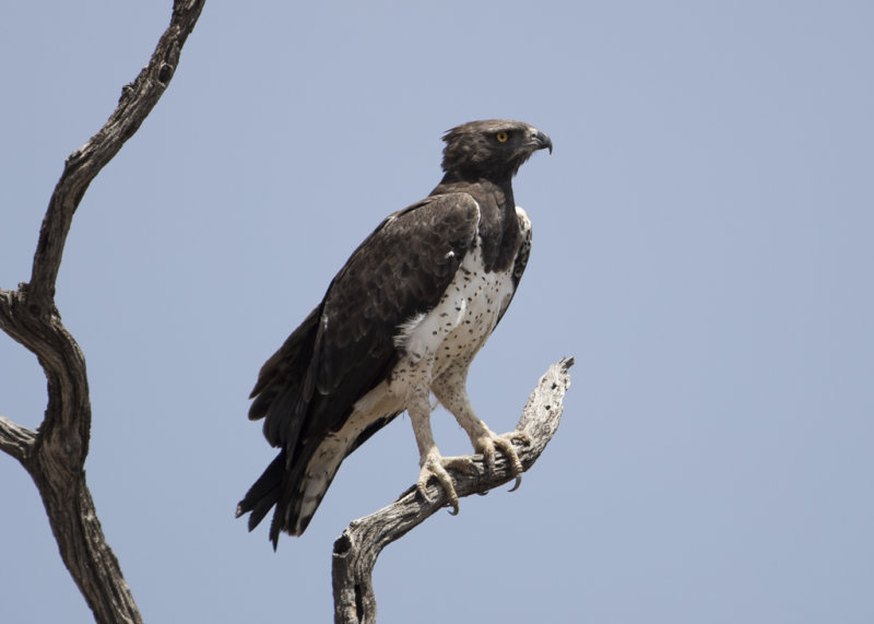 Martial Eagle  Polemaetus bellicosus