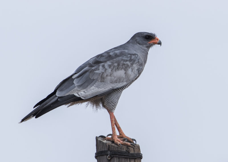 Southern Pale Chanting Goshawk    Namibia