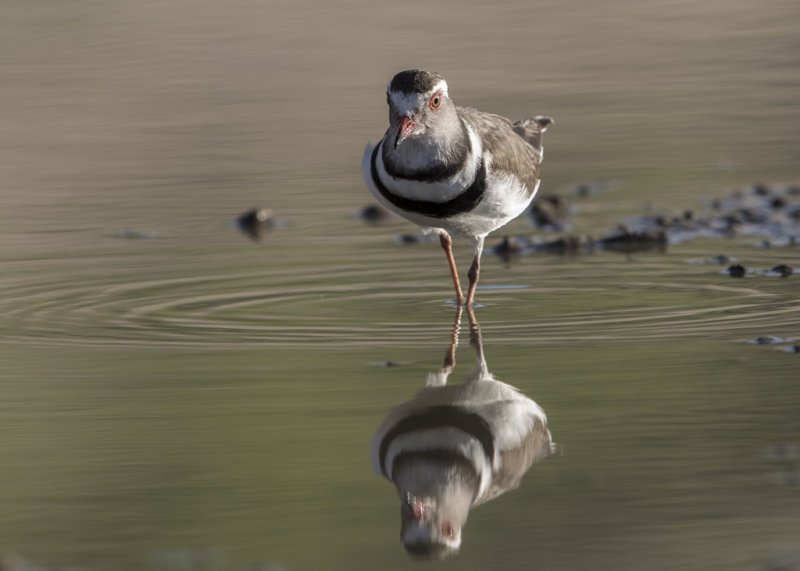 Three-banded Plover  Charadrius tricollaris