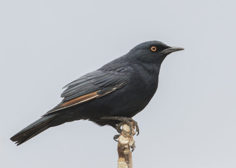 Starling,Pale-winged 