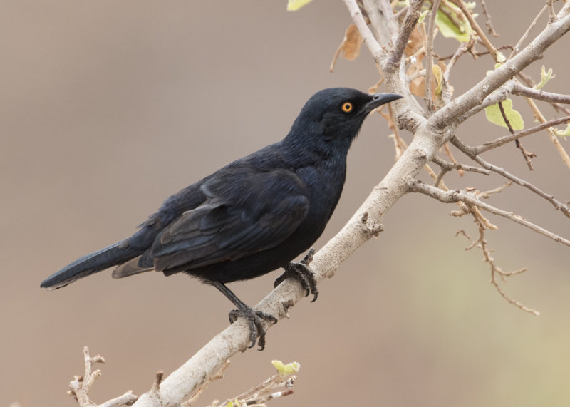Pale-winged Starling  Onychognathus nabouroup