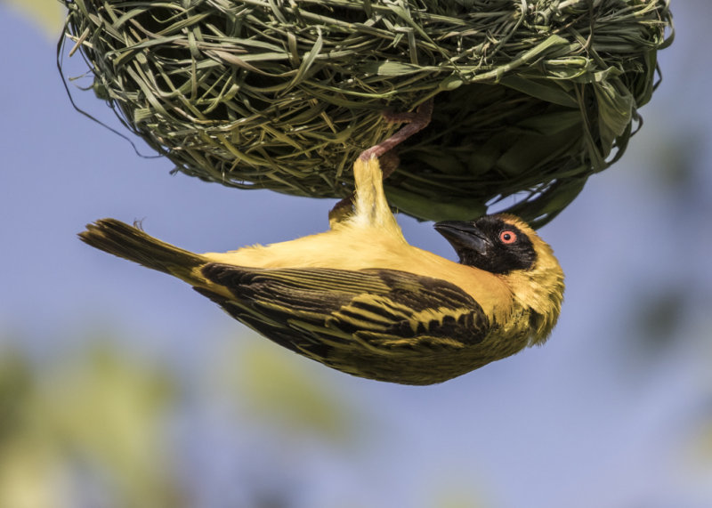 Southern Masked Weaver  Ploceus velatus