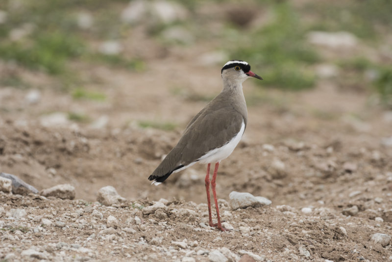 Lapwing,Crowned 
