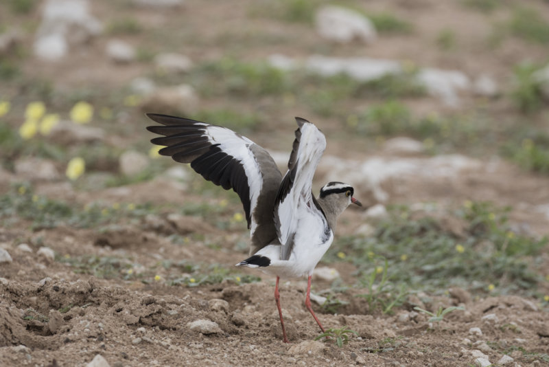 Crowned Lapwing  Vanellus coronatus