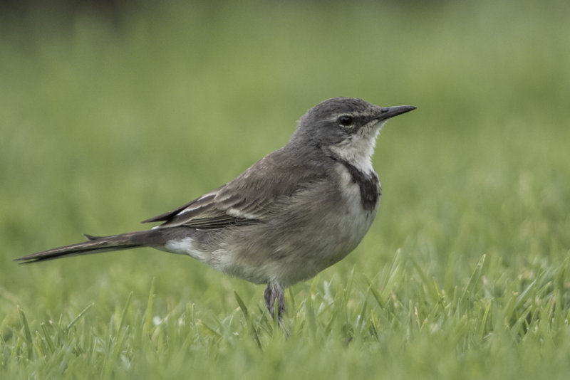 Cape Wagtail  Motacilla capensis