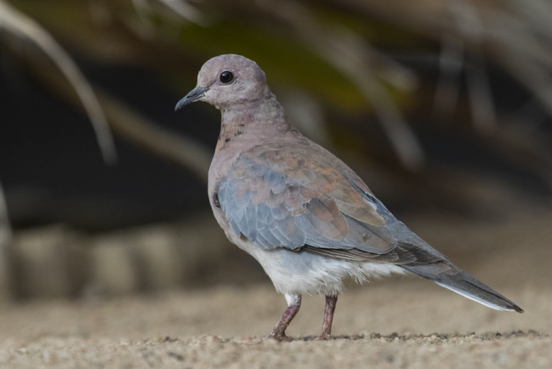 Dove,Laughing 