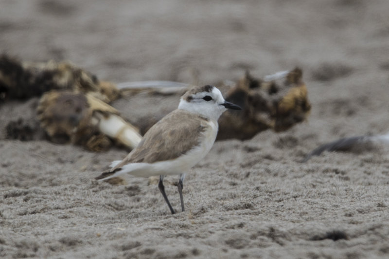 Plover,White-fronted 
