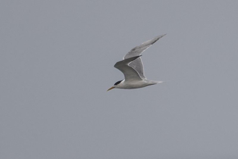 Swift Tern   Thalasseus bergii
