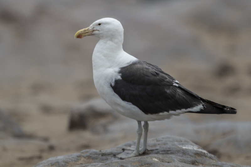 Gull,Kelp 