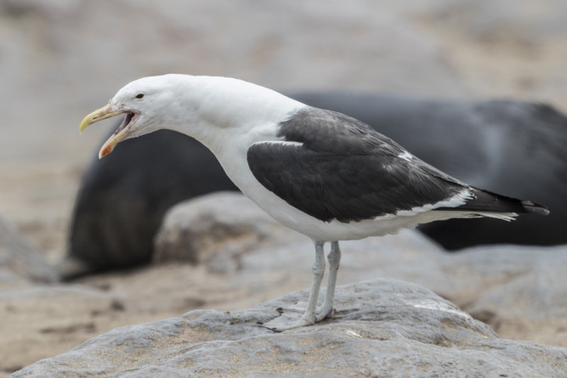 Kelp Gull  Larus dominicanus