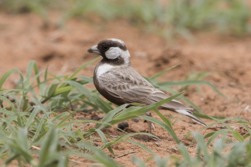 Grey-backed Sparrow-lark   Eremopterix verticalis