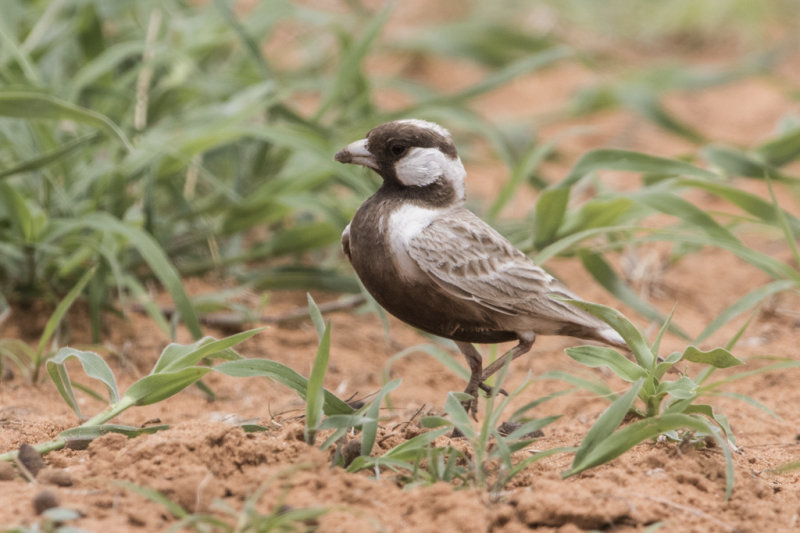 Grey-backed Sparrow-lark   Eremopterix verticalis