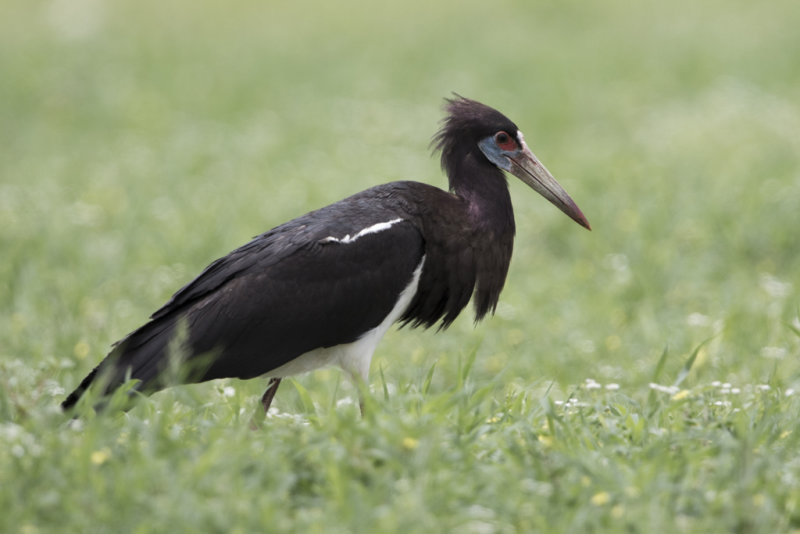 Abdim's Stork  Ciconia abdimii