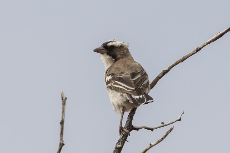 White-browed Sparrow-weaver   Plocepasser mahali