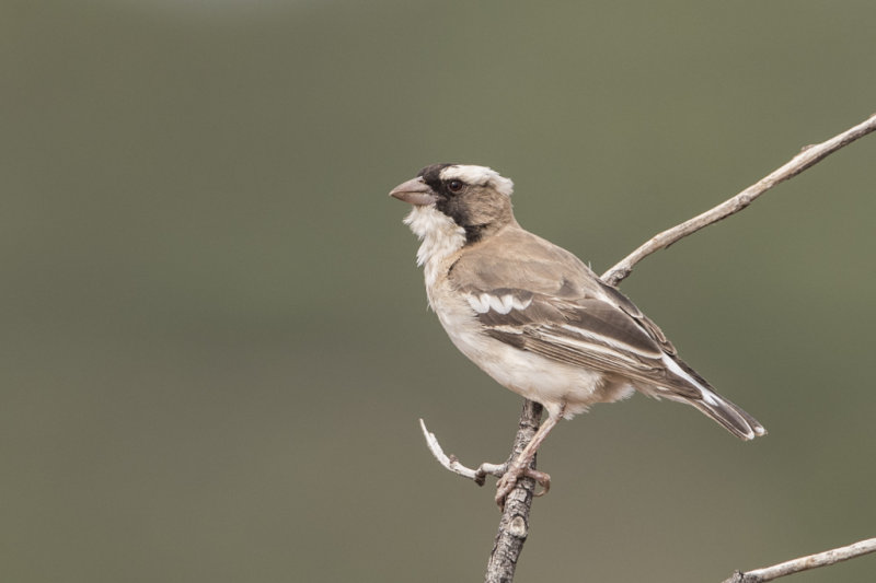 Sparrow-weaver,White-browed 