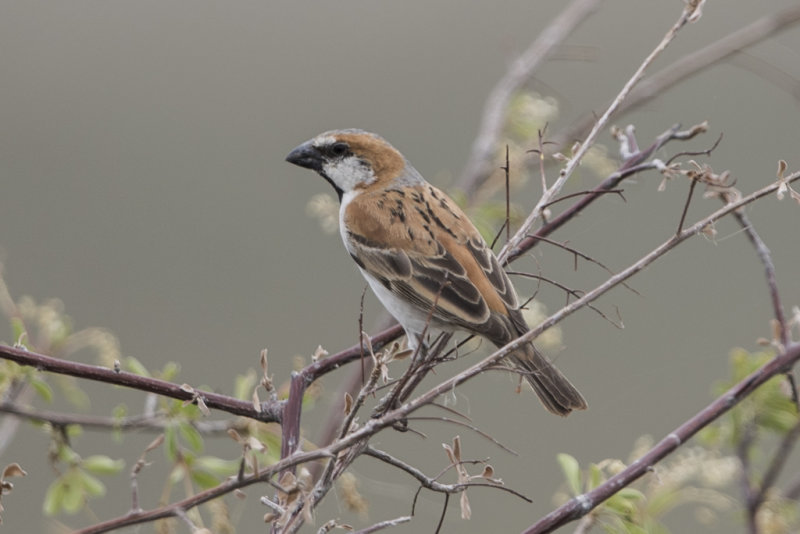 Great Sparrow  Passer motitensis