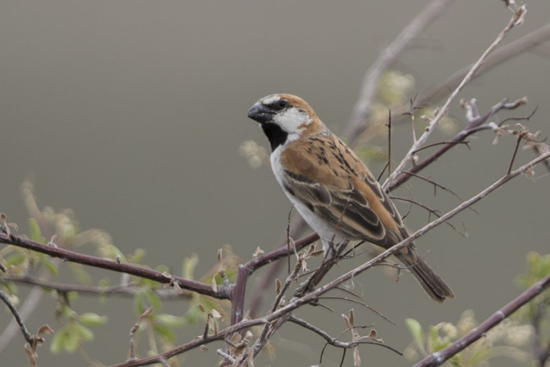 Great Sparrow  Passer motitensis