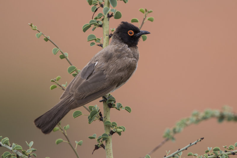 African Red-eyed Bulbul    Pycnonotus nigricans