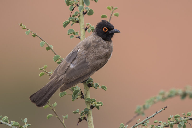 Bulbul,African Red-eyed 