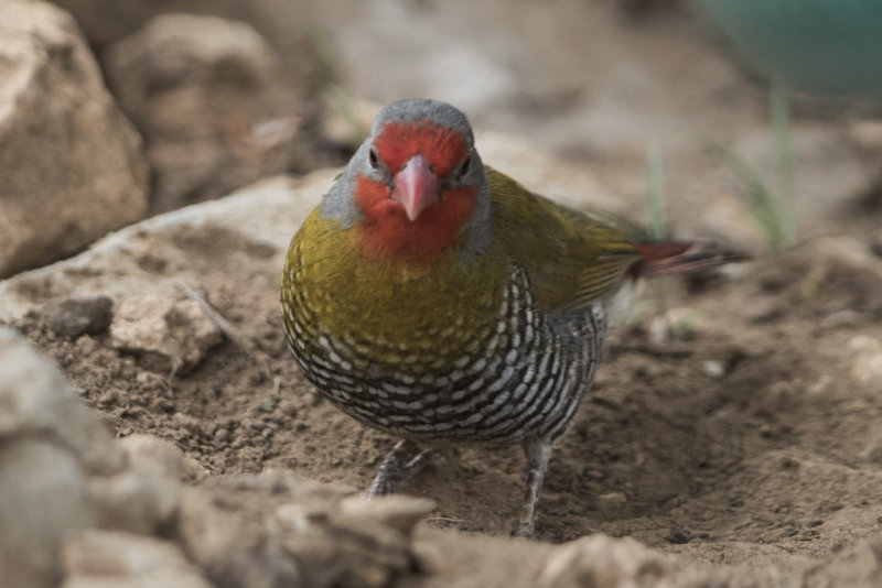 Green-winged Pytilia   Pytilia melba