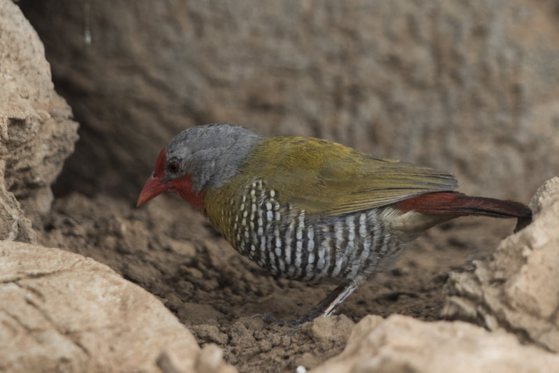 Green-winged Pytilia   Pytilia melba