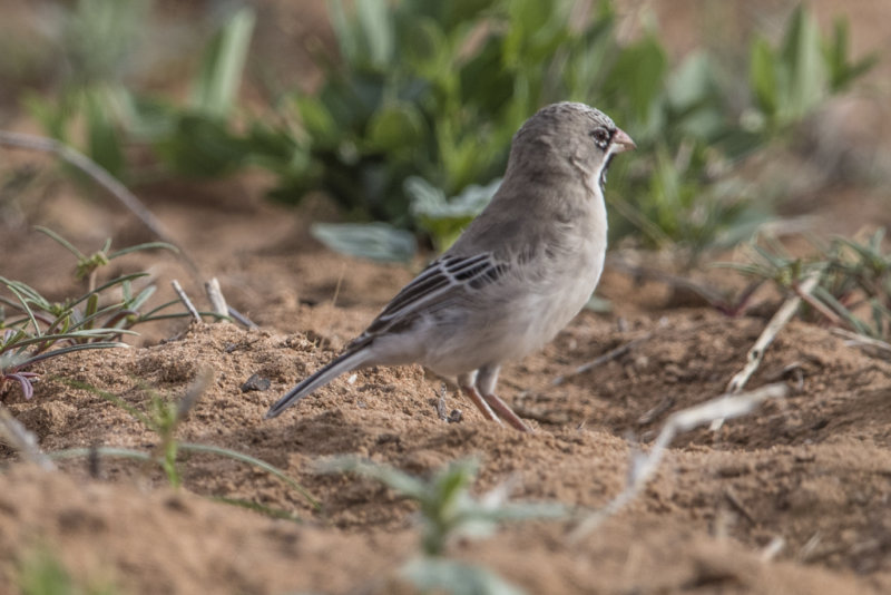 Scaly-feathered Finch   Sporopipes squamifrons