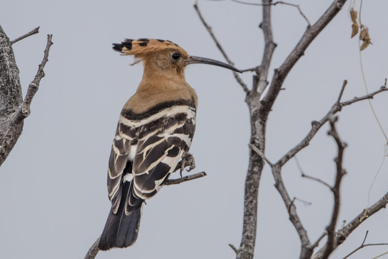 African Hoopoe  Upupa africana
