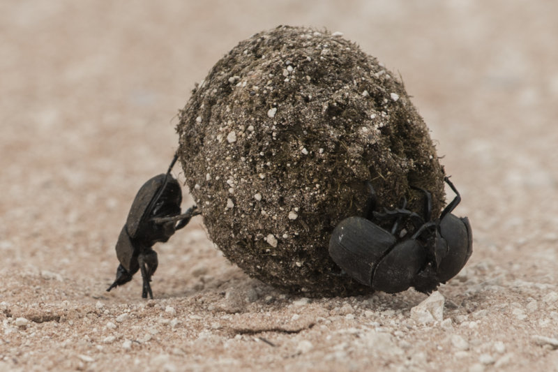 Beetle,Dung 