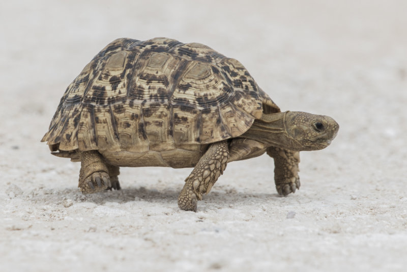 Leopard Tortoise (Stigmochelys pardalis)   Namibia