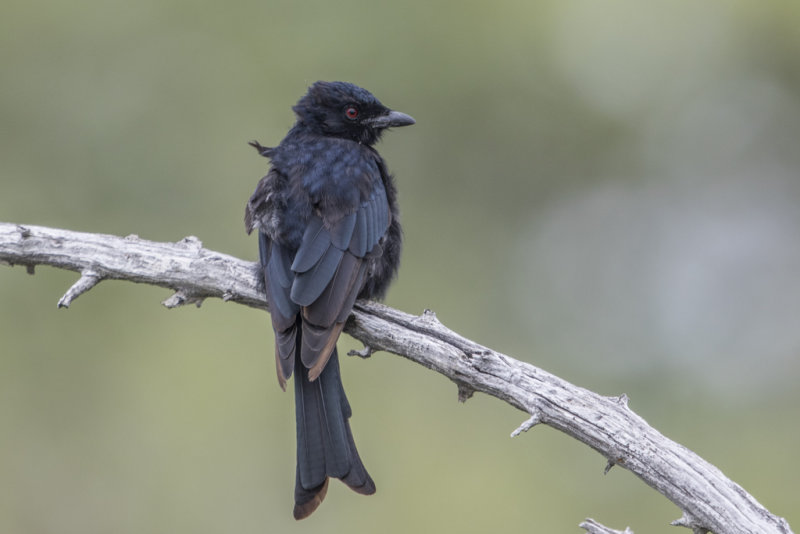 Fork-tailed Drongo  Dicrurus adsimilis
