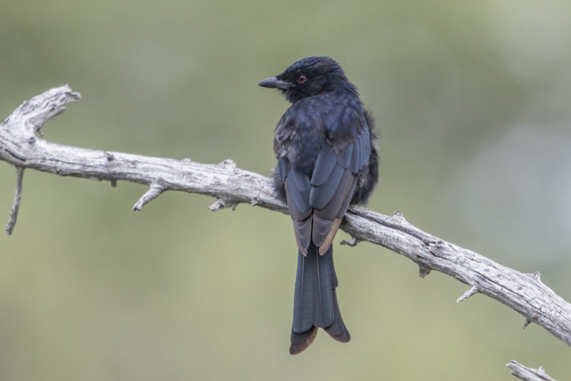 Fork-tailed Drongo  Dicrurus adsimilis