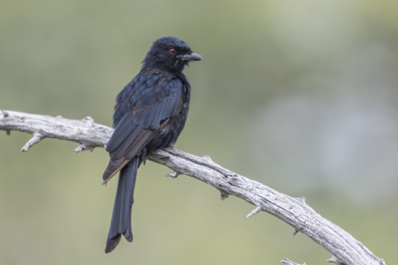 Drongo,Fork-tailed 